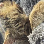 Zaginął kot, Łódź, 26 kwietnia 2026