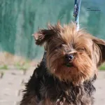 Pies do adopcji, Nowy Dwór Mazowiecki, 27 kwietnia 2026