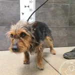 Znaleziono psa, Chełmek, 26 kwietnia 2026