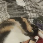 Zaginął kot, Łódź, 27 kwietnia 2026