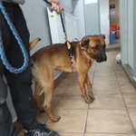 Znaleziono psa, Sosnowiec, 26 kwietnia 2026