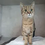 Znaleziono kota, Sosnowiec, 26 kwietnia 2026