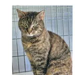 Znaleziono kota, Wrocław, 16 kwietnia 2026