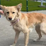 Znaleziono psa, Bydgoszcz, 23 kwietnia 2026