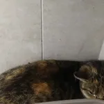 Znaleziono kota, Sosnowiec, 26 kwietnia 2026