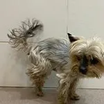 pies, yorkshire terier, stalowo złot, 10 lat, brak chipa Miejsce znalezienia: ul. Miła Znaleziono dnia: 2026-04-27