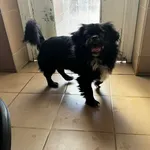 Znaleziono psa, Bydgoszcz, 17 kwietnia 2026