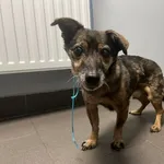 Znaleziono psa, Bydgoszcz, 21 kwietnia 2026