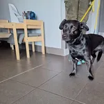 Znaleziono psa, Bydgoszcz, 24 kwietnia 2026