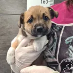 Przyjęty: 2026-04-27 Gmina: Nowy Targ Płeć: Suka Opis: mieszaniec, tricolor