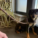 Znaleziono psa, Bydgoszcz, 25 kwietnia 2026