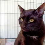 Znaleziono kota, Wałbrzych, 27 kwietnia 2026