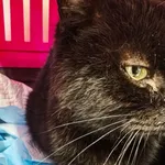 Znaleziono kota, Bydgoszcz, 20 kwietnia 2026