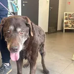 Znaleziono psa, Bydgoszcz, 24 kwietnia 2026