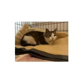 Znaleziono kota, Białystok, 27 kwietnia 2026