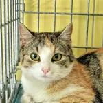 Znaleziono kota, Wrocław, 28 kwietnia 2026