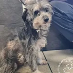 Przyjęty: 2026-04-27 Gmina: Nowy Targ Płeć: Suka Opis: mieszaniec, szare