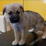 Znaleziono psa, Grudziądz, 27 kwietnia 2026