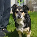 Znaleziono psa, Lublin, 28 kwietnia 2026