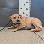 Przyjęty: 2026-04-27 Gmina: Nowy Targ Płeć: Suka Opis: mieszaniec, rude