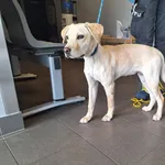 Znaleziono psa, Bydgoszcz, 22 kwietnia 2026