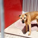 Znaleziono psa, Wałbrzych, 26 kwietnia 2026