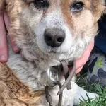 Oddam psa, Olsztyn, 29 kwietnia 2026