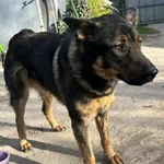 Pies do adopcji, Zgierz, 29 kwietnia 2026