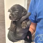 Przyjęty: 2026-04-27 Gmina: Nowy Targ Płeć: Suka Opis: mieszaniec, czarne