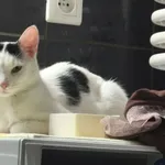 Zaginął kot, Łódź, 29 kwietnia 2026