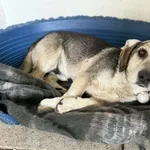 Znaleziono psa, Chojnice, 27 kwietnia 2026