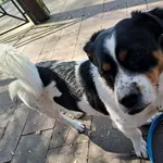 Myszkin - po przejściach