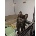 Chorosz