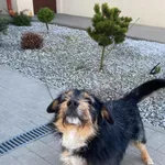 Znaleziono psa, Chojnice, 27 kwietnia 2026