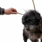 Zenek - opanowany kawaler