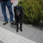 Znaleziono psa, Ciosny, 28 kwietnia 2026