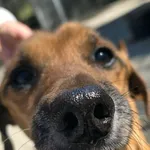 Edek - psi senior szuka spokojnego domu