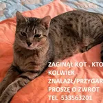 Zaginął kot, Łódź, 29 kwietnia 2026