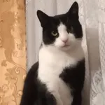 Zaginął kot, Białystok, 29 kwietnia 2026