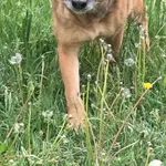 Laska owczarek