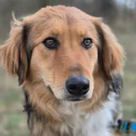 Oddam psa, Pruszków, 29 kwietnia 2026