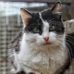 Oddam kota, Jaroty, 29 kwietnia 2026