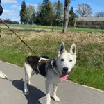 Znaleziono psa, Chojnice, 27 kwietnia 2026