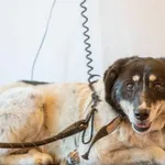 Znaleziono psa, Skałowo, 28 kwietnia 2026