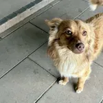 Znaleziono psa, Chojnice, 27 kwietnia 2026