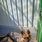 Znaleziono psa, Chojnice, 29 kwietnia 2026