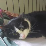 Znaleziono kota, Toruń, 29 kwietnia 2026