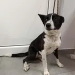 Znaleziono psa, Toruń, 28 kwietnia 2026