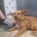 Znaleziono psa, Chełmek, 29 kwietnia 2026