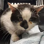 Znaleziono kota, Toruń, 28 kwietnia 2026